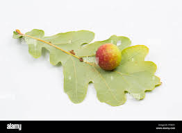 Attēlu rezultāti vaicājumam “Cynips quercusfolii”