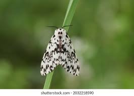 Attēlu rezultāti vaicājumam “Lymantria monacha imago”