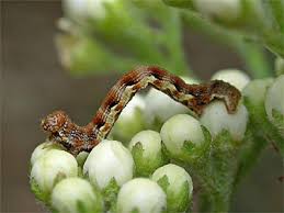 Attēlu rezultāti vaicājumam “Erannis defoliaria larva”