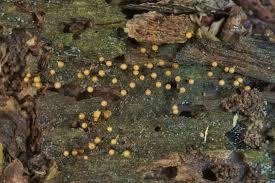 Attēlu rezultāti vaicājumam “Hemitrichia chrysospora sessile”