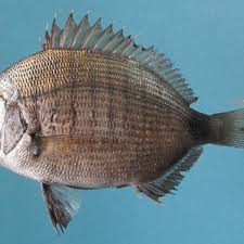 Image result for Diplodus cadenati