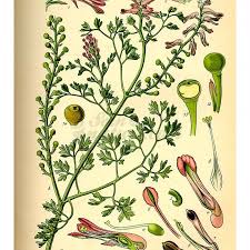 Attēlu rezultāti vaicājumam “Fumaria officinalis leaf”