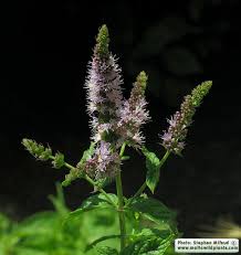 Attēlu rezultāti vaicājumam “Mentha spicata”