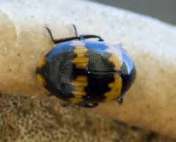 Attēlu rezultāti vaicājumam “Diaperis boleti”