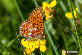 Attēlu rezultāti vaicājumam “Clossiana euphrosyne”