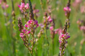 Attēlu rezultāti vaicājumam “Onobrychis arenaria flower”