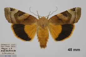 Attēlu rezultāti vaicājumam “Noctua fimbriata”