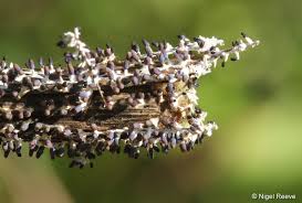 Attēlu rezultāti vaicājumam “Diachea leucopodia macro”