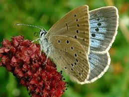 Attēlu rezultāti vaicājumam “Maculinea teleius underside”