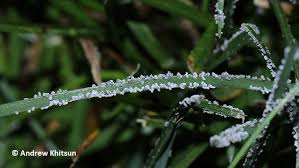 Attēlu rezultāti vaicājumam “Physarum obscurum”