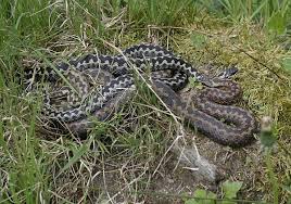 Attēlu rezultāti vaicājumam “Vipera berus”