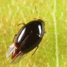 Attēlu rezultāti vaicājumam “Scaphisoma sp.”