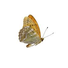 Attēlu rezultāti vaicājumam “Argynnis paphia male”