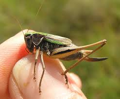 Attēlu rezultāti vaicājumam “Metrioptera brachyptera”