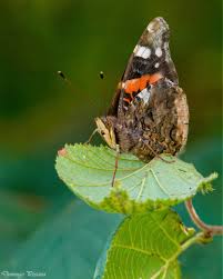 Attēlu rezultāti vaicājumam “Vanessa atalanta underside”