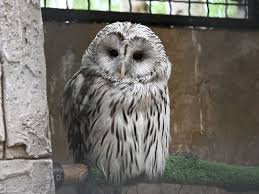 Attēlu rezultāti vaicājumam “Strix uralensis”