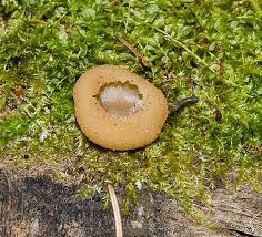 Attēlu rezultāti vaicājumam “Peziza varia”