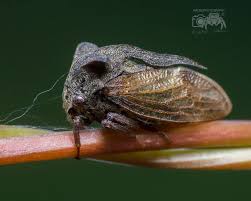 Attēlu rezultāti vaicājumam “Macrosteles sp. imago”