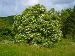 File:<b>Sambucus nigra</b> 004.jpg