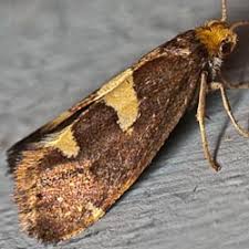 Attēlu rezultāti vaicājumam “Incurvaria oehlmanniella”