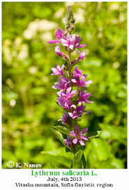 Attēlu rezultāti vaicājumam “Lythrum salicaria fruit”