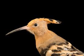 Attēlu rezultāti vaicājumam “Upupa epops”