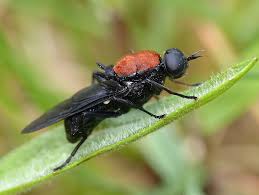 Attēlu rezultāti vaicājumam “Clitellaria ephippium”