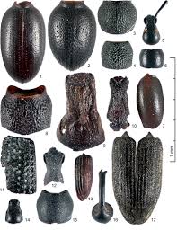 Attēlu rezultāti vaicājumam “Pterostichus aethiops”