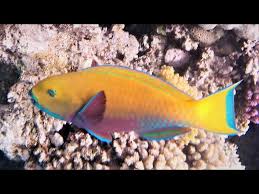 Image result for Chlorurus gibbus