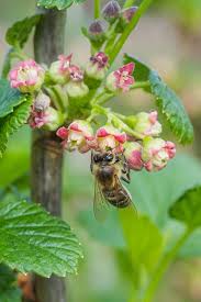 Attēlu rezultāti vaicājumam “Ribes uva-crispa flower”