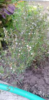 Image result for Satureja hortensis