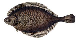 Image result for Platichthys flesus