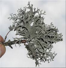 Attēlu rezultāti vaicājumam “Pseudevernia furfuracea”