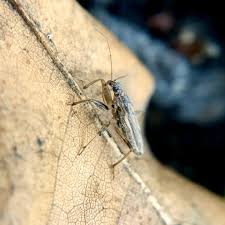 Attēlu rezultāti vaicājumam “Nabidae”