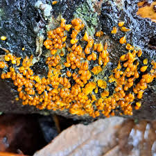 Attēlu rezultāti vaicājumam “Licea pusilla spores”