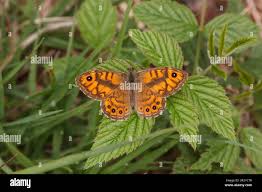 Attēlu rezultāti vaicājumam “Lasiommata megera male”