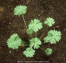 Attēlu rezultāti vaicājumam “Geranium dissectum leaf”