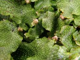 Attēlu rezultāti vaicājumam “Conocephalum”