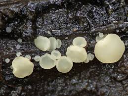 Attēlu rezultāti vaicājumam “Hymenoscyphus imberbis”