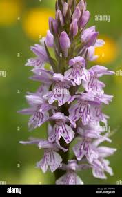 Attēlu rezultāti vaicājumam “Dactylorhiza fuchsii”