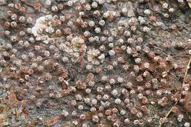 Attēlu rezultāti vaicājumam “Physarum nitens”