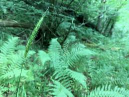 Attēlu rezultāti vaicājumam “Hordelymus europaeus leaf”