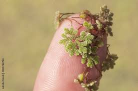 Attēlu rezultāti vaicājumam “Lemna gibba”