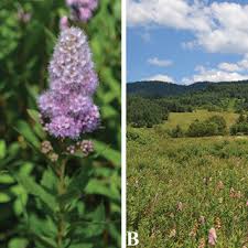 Attēlu rezultāti vaicājumam “Spiraea salicifolia”