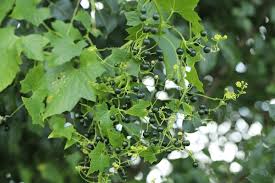 Attēlu rezultāti vaicājumam “Bryonia alba leaf”