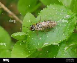 Attēlu rezultāti vaicājumam “Acantholyda posticalis”