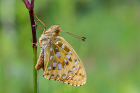 Attēlu rezultāti vaicājumam “Argynnis aglaja”