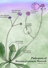 Image result for Succisa pratensis