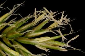 Attēlu rezultāti vaicājumam “Anthoxanthum odoratum fruit”