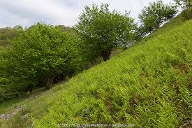 Attēlu rezultāti vaicājumam “Gymnocarpium robertianum”